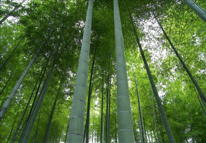 moso bamboo and relanted ECO-friendly bamboo procuts of panle, bamboo flooring, bamboo furntiure, bamboo kithcen choppping board, bamboo crafts etc...